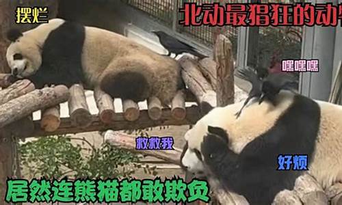 猖狂一时后面接什么_猖狂一时的动物打一生肖叫什么