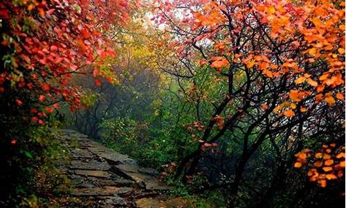 槲叶落山路枳花明驿墙_槲叶落山路